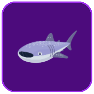 Image of the Cape Whale Shark fish