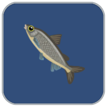 Image of the Cape Whitefish fish