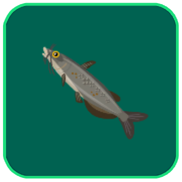 Image of the Freshwater Catfish fish