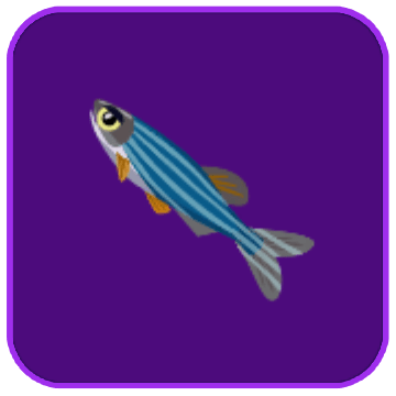 Image of the River Zebrafish fish