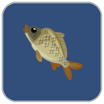 Image of the Saltwater Carp fish